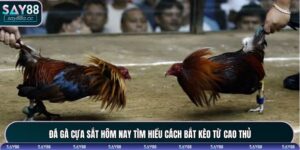 Đá gà cựa sắt hôm nay