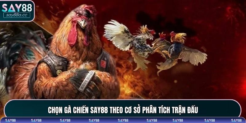 Chọn gà chiến dựa trên cơ sở phân tích trận đấu