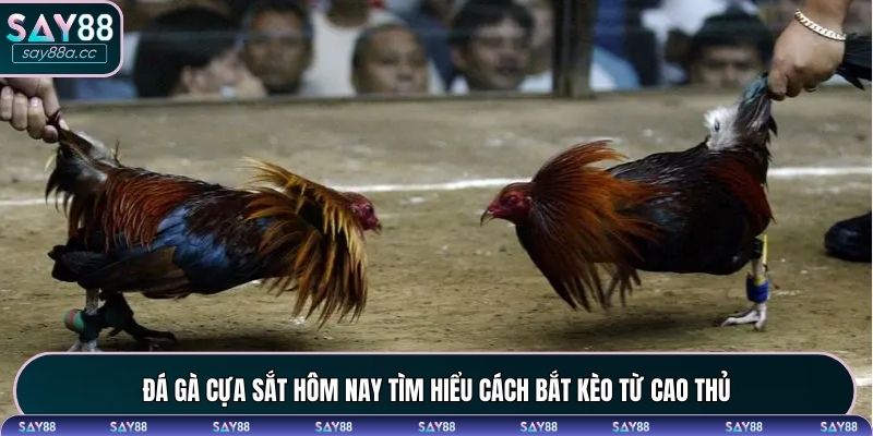 Đá gà cựa sắt hôm nay