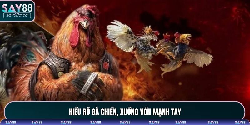 Hiểu rõ chiến kê, nắm chắc phần thắng