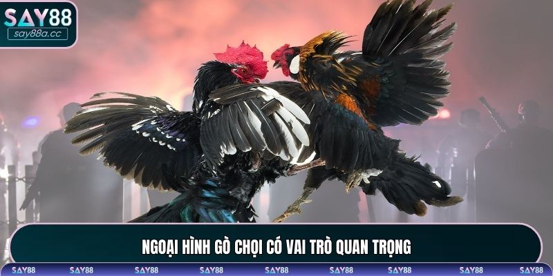 Vai trò của ngoại hình chiến kê