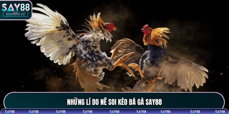 Tại sao phải soi cầu đá gà