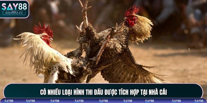 Có nhiều loại hình thi đấu được tích hợp tại nhà cái