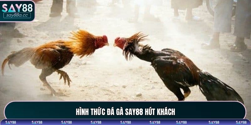 Hình thức đá gà SAY88 hút khách