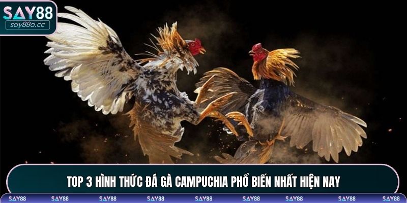 Top 3 hình thức phổ biến trong trực tiếp đá gà Campuchia