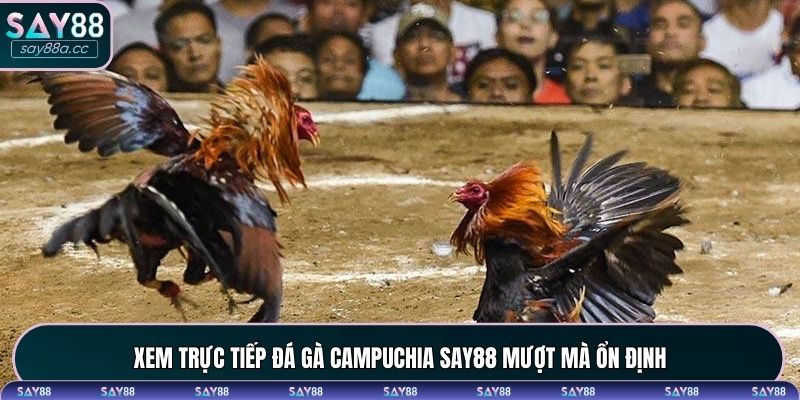 Xem trực tiếp đá gà tại SAY88 mượt mà và thuận lợi