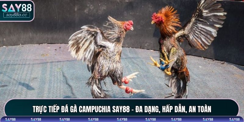 Trực tiếp đá gà Campuchia