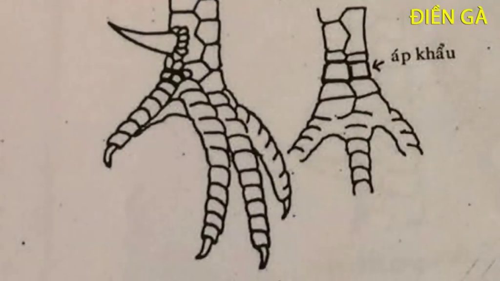 Chia sẻ kinh nghiệm về vảy gà xấu