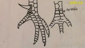 Chia sẻ kinh nghiệm về vảy gà xấu